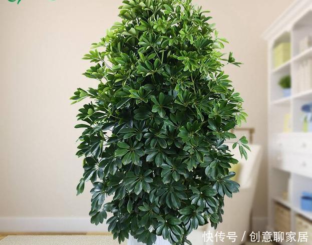 养花|不管你养不养花,3种花,总要养1盆,能缓解疲劳,还能杀病菌