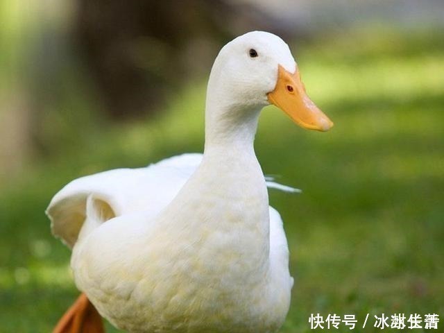 鸭肉|鸭子浑身是宝，但身上有1部位千万别吃！有些人却视为最爱