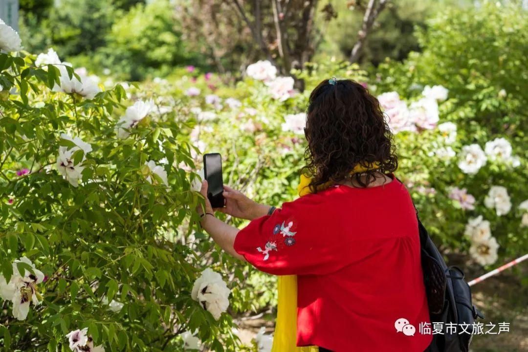 沁园春 观河州牡丹有感