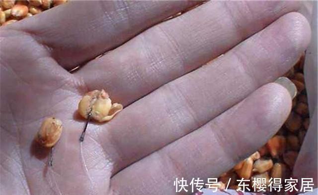 秋季|仲秋守大鱼，杂鱼总是来捣乱，钓鱼老司机说：杂鱼不闹，大鱼不到