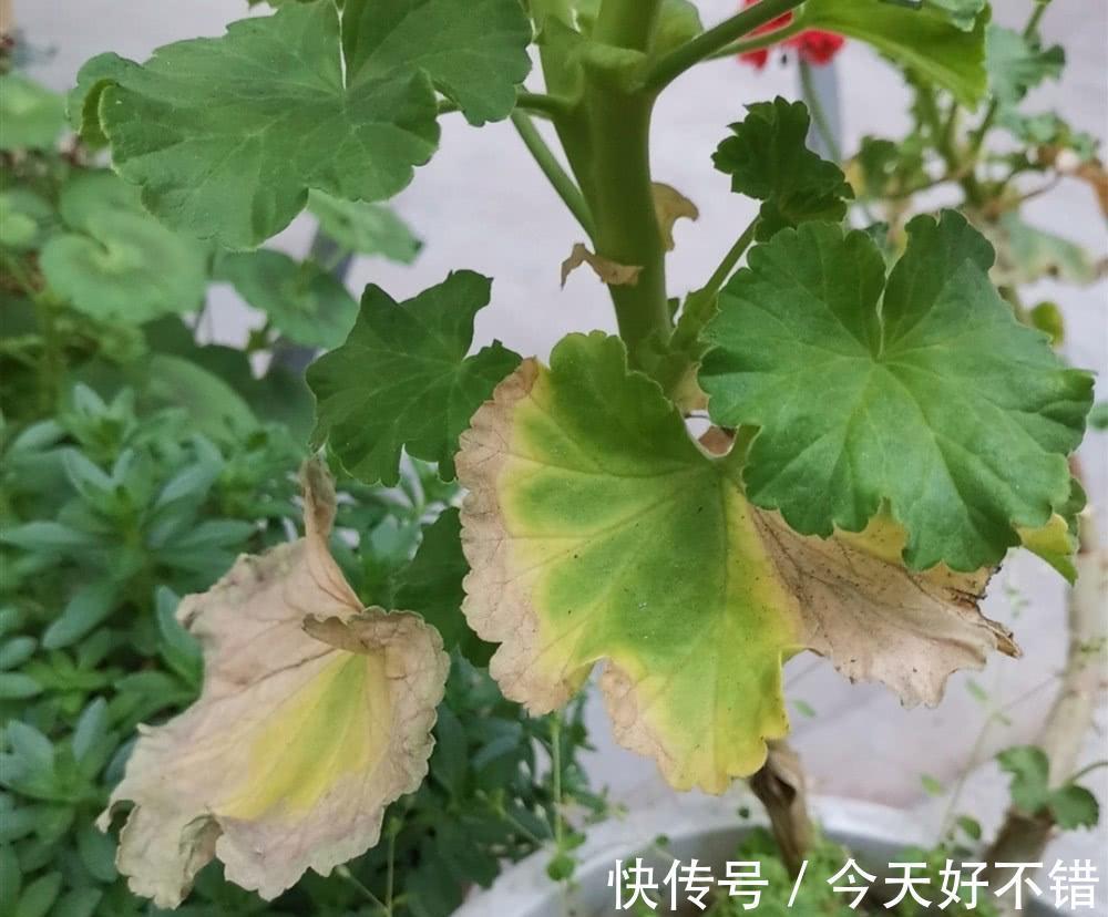叶片|10种花,空气再干也别“喷水”,容易黄叶“掉花苞”