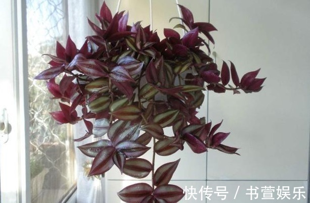 长寿花|4种花,开花漂亮、容易栽种,好养好看还招财,都有“好意头”