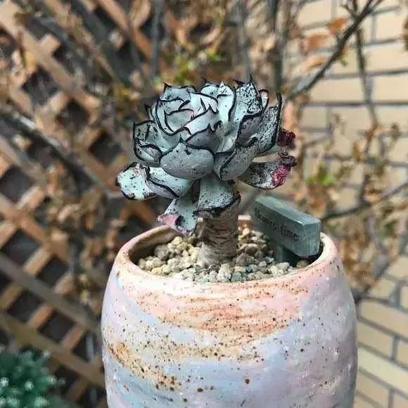 世界上最名贵的花,一盆就是一座房子!