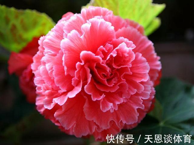 一种花，开花刹不住，花朵高贵典雅，仙气十足，非常值得拥有！