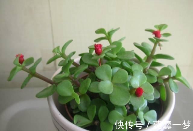 昆虫|逛花市时,这4种“花”尽量不要买,因为在家里根本养不活