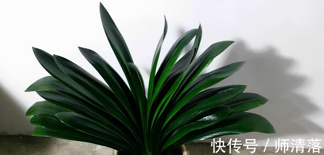 温差|想要君子兰在12月能孕蕾开花,做好这几件事,天冷就能蹿花箭