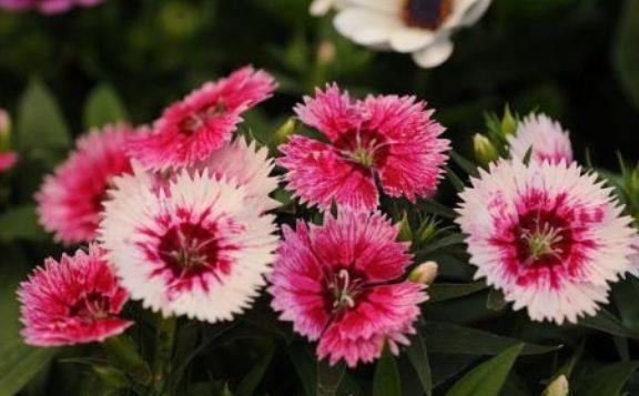 耐看|农历7月16日开始,养花养个耐看的,开花爆满,花型奇特美丽