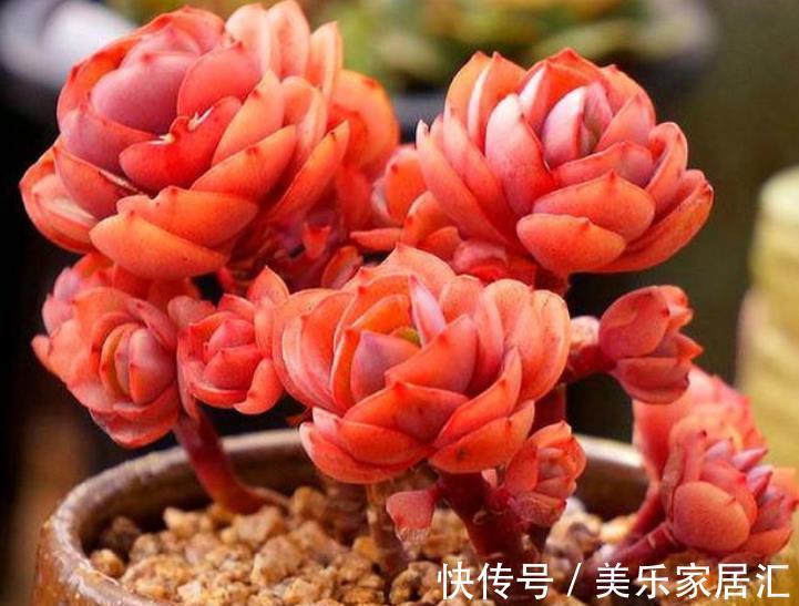 想要多肉秀妍长成悬崖桩?3个细节不容忽略,不然徒长又褪色