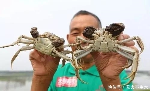  食材|为什么说阳澄湖的蟹，是中国的顶级食材