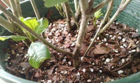 给花配土换盆的时候,4种东西别乱加,不然花卉难养好