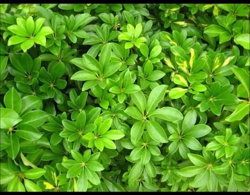 你知道如何养“鹅掌柴”吗？