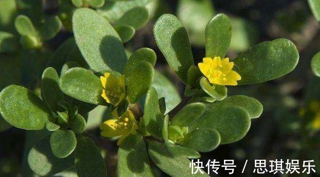 荷叶茶|4种食物是“湿气克星”，比薏米好20倍，常吃可轻松瘦到90斤