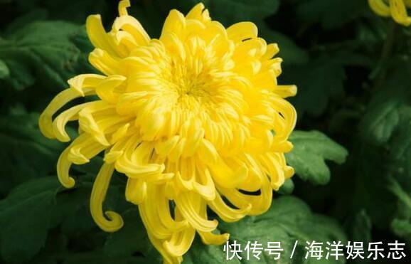夏季想养菊花选“绿水秋波”开花似“毛球”超可爱,养上值了