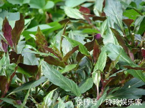 气血|经期是保养子宫的黄金期，多吃此菜，补充气血，祛湿气，温暖子宫