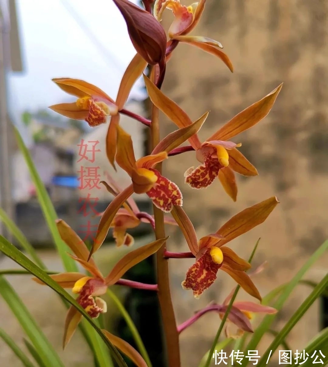 兰花快速生根有诀窍吗?兰友:照这4步操作,30天内就长新根