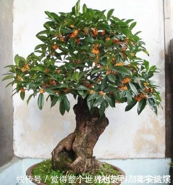 扦插|路边“3种树”，见了掰个枝，插盆就生根，做成盆景，寓意吉祥
