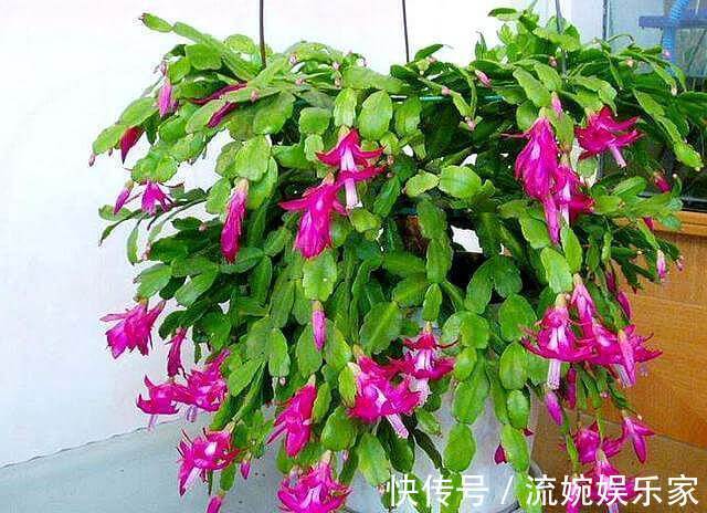 砧木|蟹爪兰度夏,经常喷点“这种水”,叶片不瘦不脱落,安稳过夏天