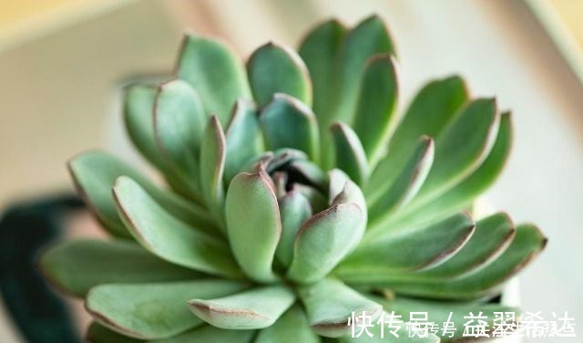 叶片|出现这三个迹象,就说明多肉睡着了,给它个舒适的环境!