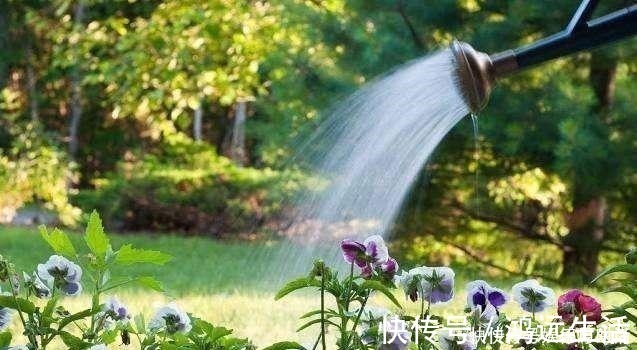 酸碱度|厨房一种调味料，养花3个用法，分分钟拯救黄叶，比硫酸亚铁都强！