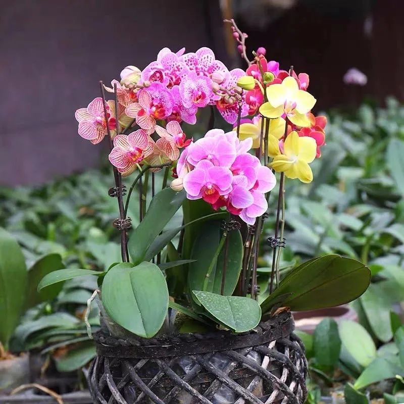 公认最难养的五种花,新手别轻易尝试