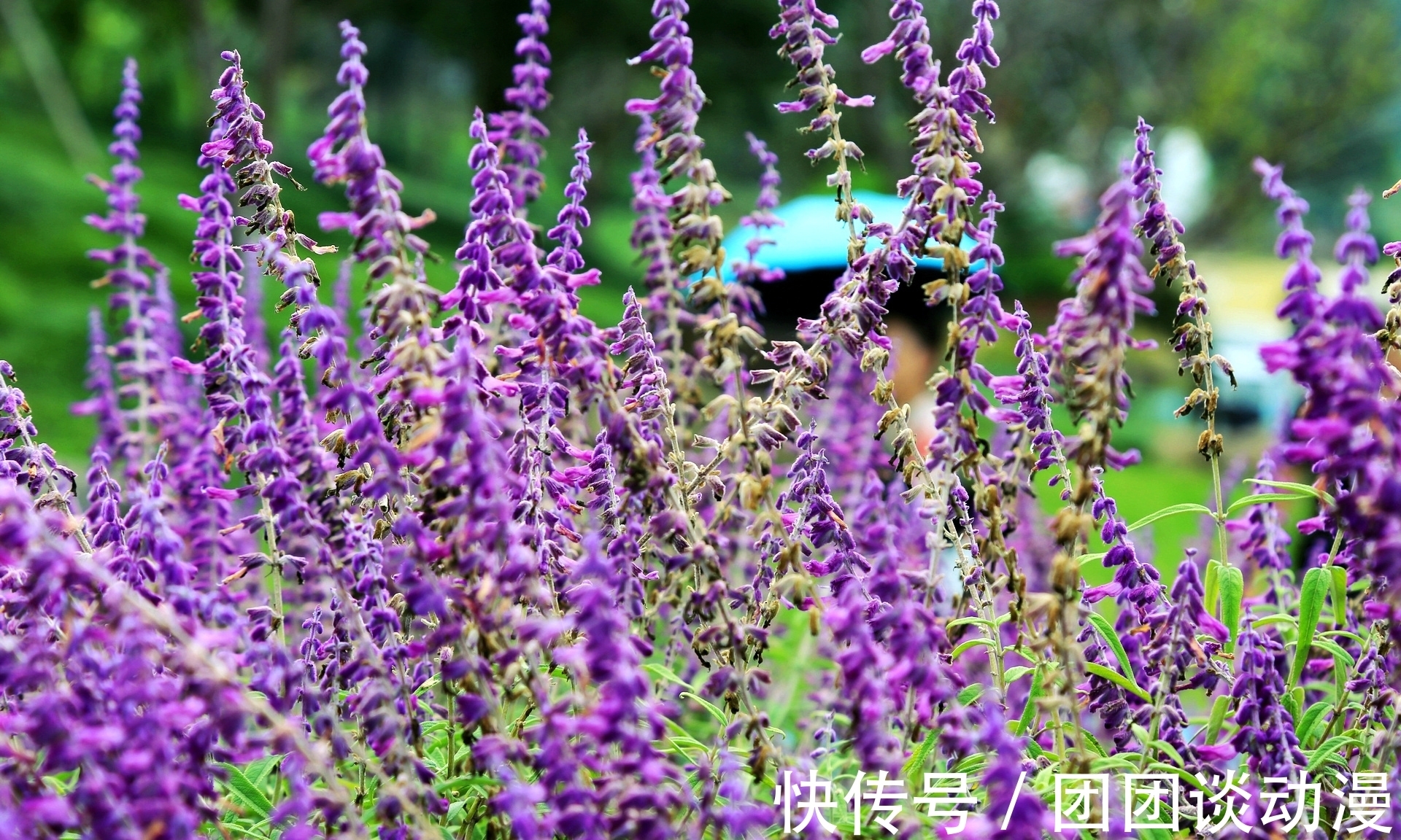 径山镇|秋日赏花，杭州这片唯美花海太“治愈”，满山坡的醉蝶花和百合花