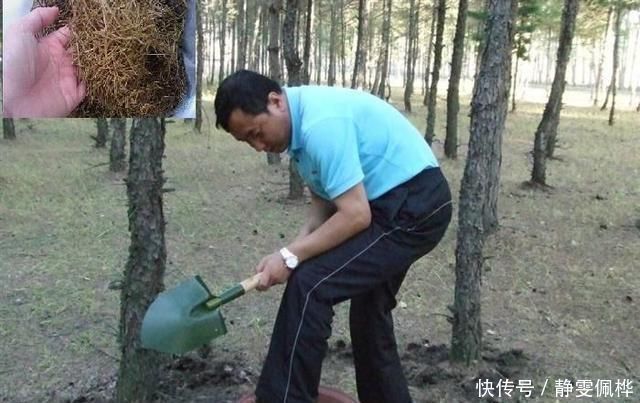 压箱底的养花绝活,种花用这三种“黄金土”,不爆盆来找我