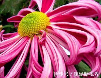 喜欢菊花,不如养盆“珍稀名菊”薰风倩影,是仙女舞裙,端庄典雅