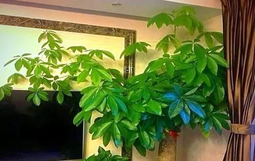 不要再扔掉这个东西了,往花盆里加一个花就多了,叶子绿了,比花强10倍