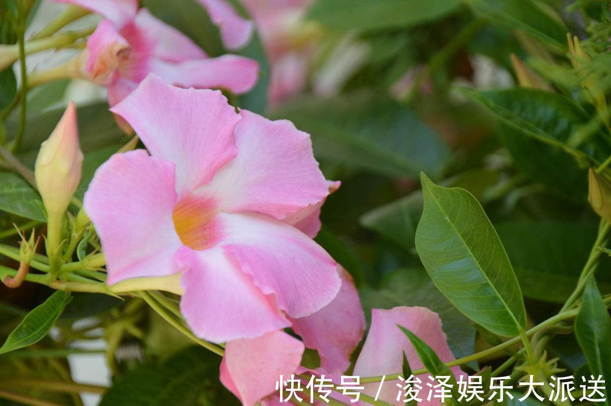 满室飘香华美艳丽，“飘香藤”花开之际香气浓厚，像可爱的小喇叭