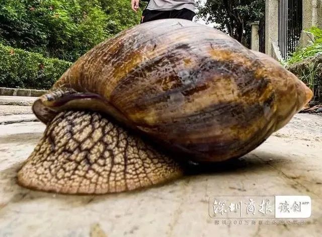 褐云玛瑙螺|注意！雨后出现的这种东西千万别碰