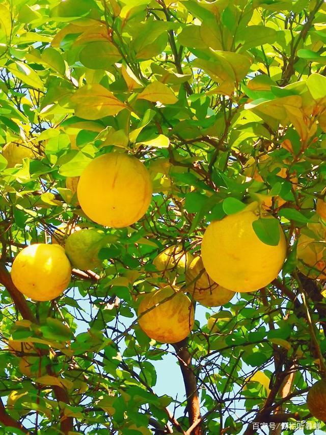 《七绝.初冬印象》霜染苍茫已入冬,枝条飞叶落无穷