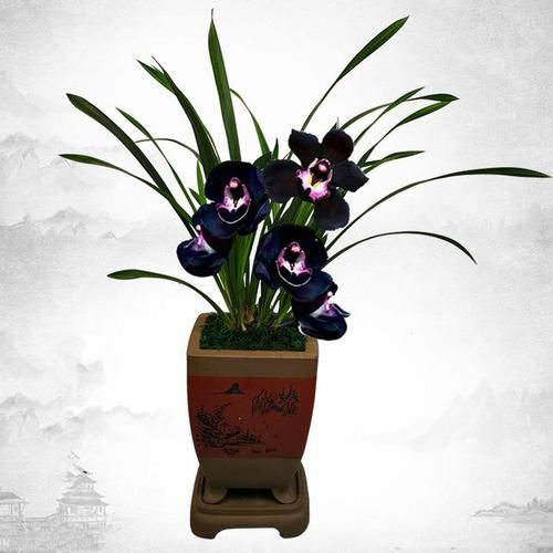 黑雪姬兰花,花色神秘,开花之后给人一种高雅贵族的气质