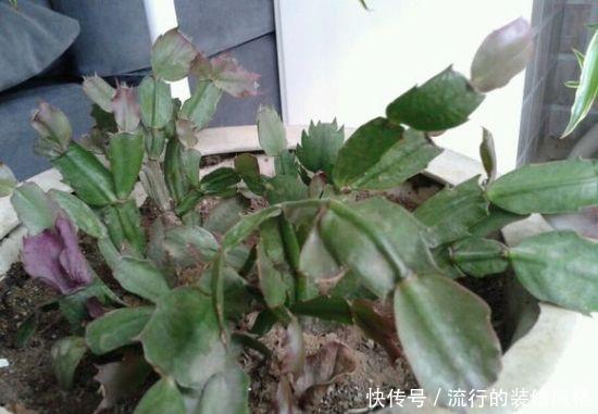 养花|养花这样施肥,事半功倍,啥花都长的倍棒!