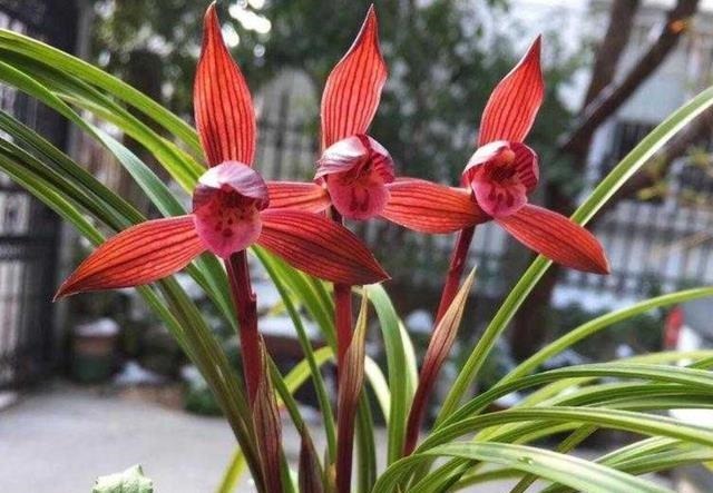 提醒大家见到此兰花,别犹豫,因为它能香整条街,非常好养易活