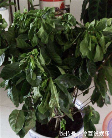 根系|新买的栀子花,黄叶掉花苞,猫腻全在花盆里,看一眼就明白