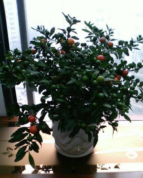 家里种此个果树,养眼好打理,全株都能药用,观赏价值极强