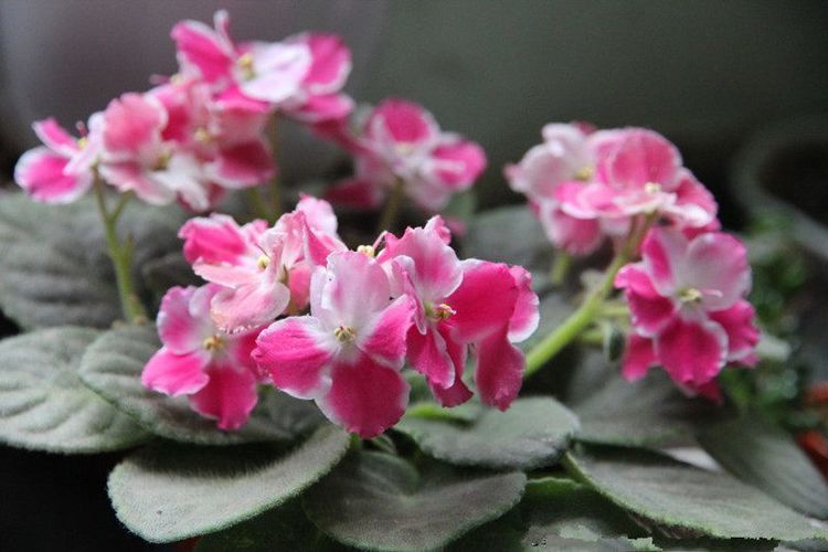 此花漂亮又好养，一片叶子就能活，四季开花不断，盆栽养花选它