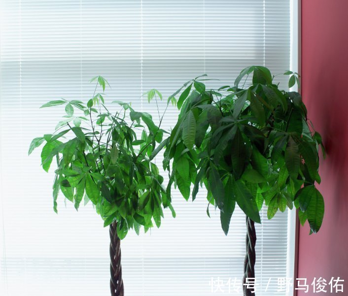 滴水观音|“4种花”养家里，不仅能净化空气，还能旺财镇宅好