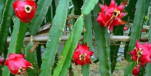 適合冬季吃的3種食物，美容養(yǎng)生、延緩衰老，身體棒棒噠！