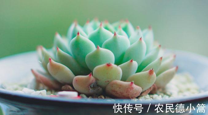 叶插|多肉扦插这样操作成活率高,很快就能长出根