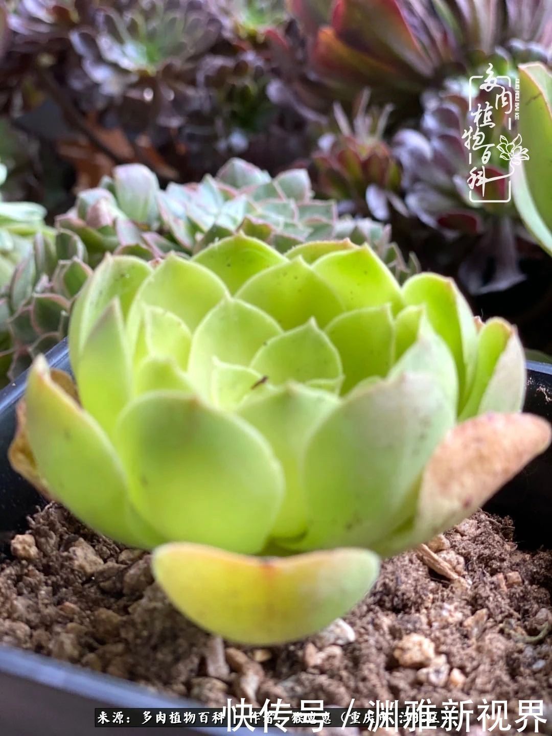 若不尝试,何以了解!原来这才是多肉们该有的样子!