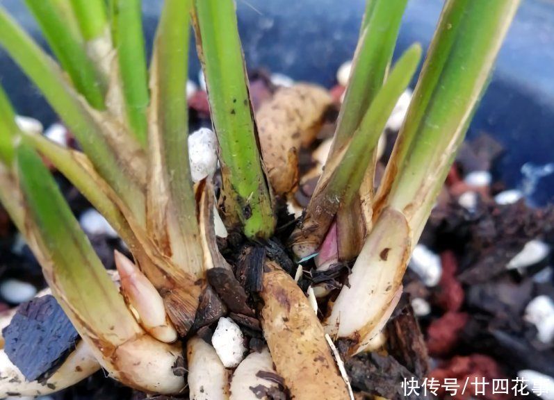 兰花施肥,掌握1句“口诀”,新芽“蹭蹭”冒,花朵“呼呼”开