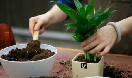 养花的旧土,加点料,秒变营养土,“肥的流油”,养啥花都旺