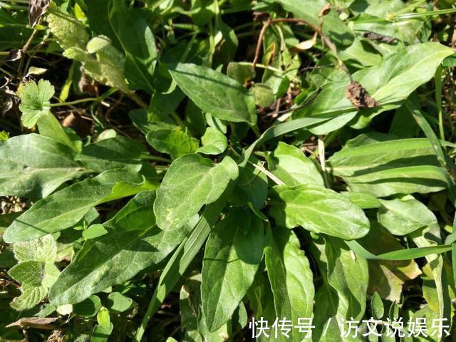 野草|农村这些野草，抗癌、降压、补充各种维生素，有钱人花高价买来吃