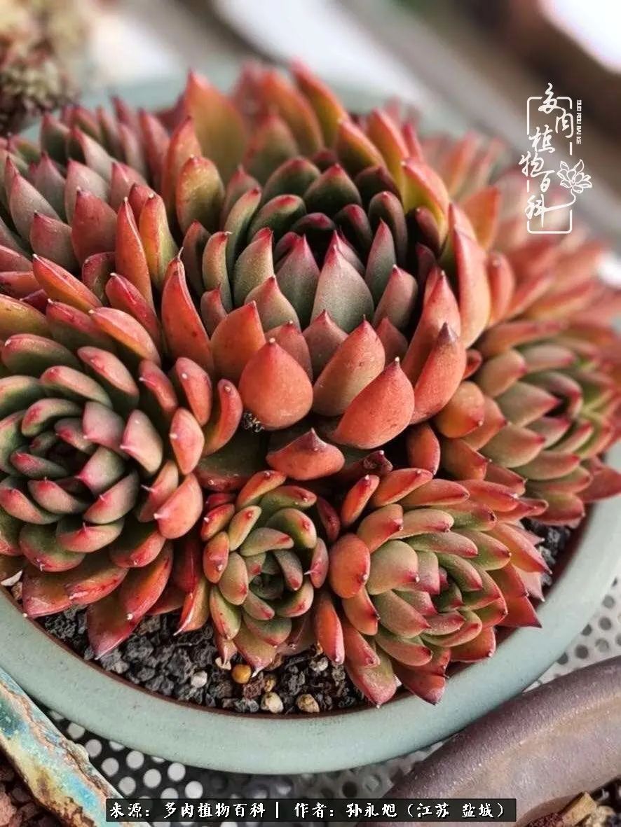 养多肉三年多九万里悟道，终归诗酒田园！