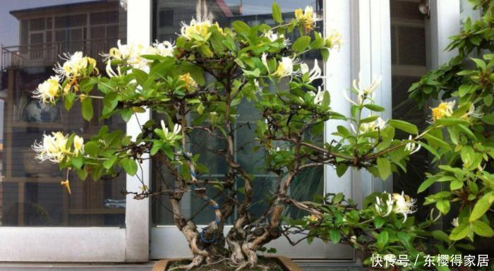 阳台养花，到了春天选什么盆栽好？牡丹、金银花、长寿花