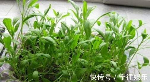 阳台种菜乐趣多,4种适合盆栽的蔬菜,养上几盆,绿色健康又好吃
