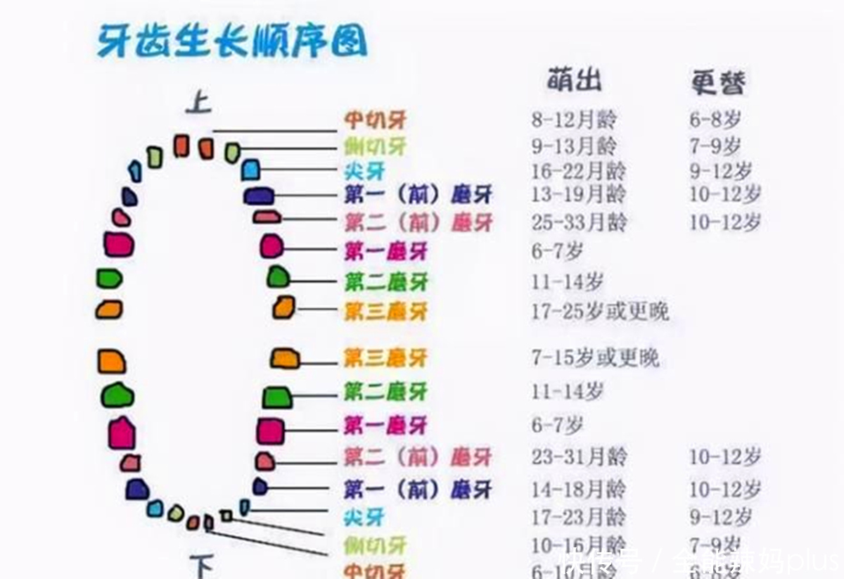 孩子|宝宝准确的出牙时间、顺序是什么? 一张图告诉你，你家娃中了没