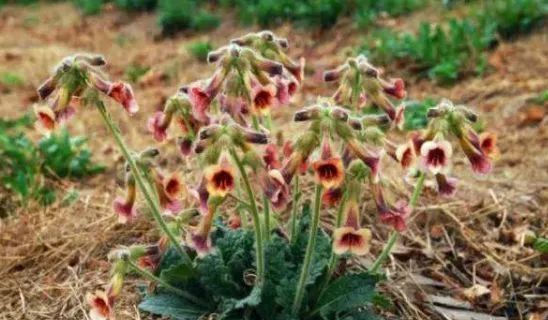 农村|农村的野草,根酷似红薯,却对“白发”有效果,现在价值珍贵