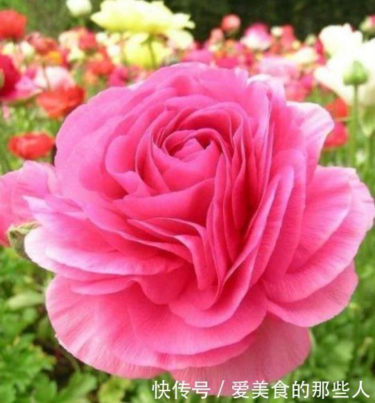 家养这些植物,阳台开出花海,全年开花不断,花型紧簇,花量多!